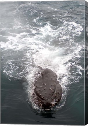 Framed Humpback Whales in Antarctica Print