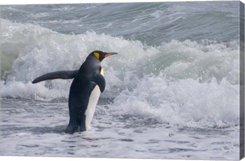 Framed King Penguin, Salisbury Plain, South Georgia Print