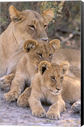 Framed Lioness and Cubs, Okavango Delta, Botswana Print