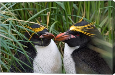 Framed Macaroni Penguin, Cooper Baby, Antarctica Print