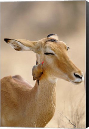 Framed Impala, Red-billed Oxpecker, Samburu Game Reserve, Kenya Print