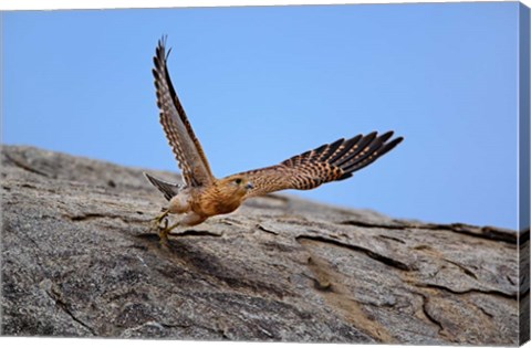 Framed Kestrel, Serengeti National Park, Tanzania Print