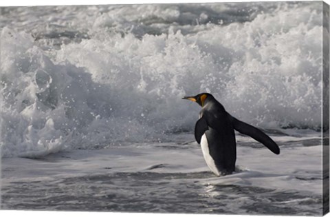 Framed King Penguin in the surf, Antarctica Print