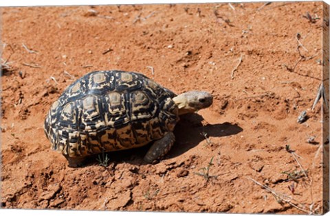 Framed Leopard Tortoise, Samburu National Game Reserve, Kenya Print