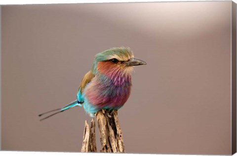 Framed Lilac breasted Roller bird, Samburu Game Reserve, Kenya Print