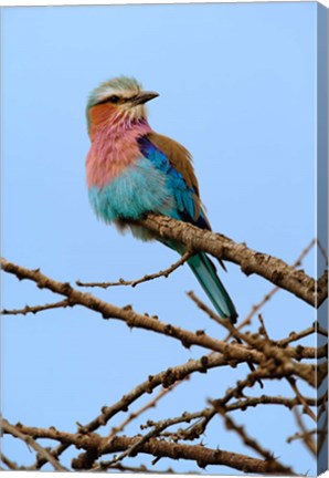 Framed Lilac breasted Roller, Serengeti National Park, Tanzania Print