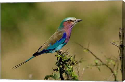 Framed Lilacbreasted Roller bird, Kenya Print