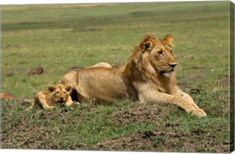 Framed Lion cub with male lion, Maasai Mara, Kenya Print