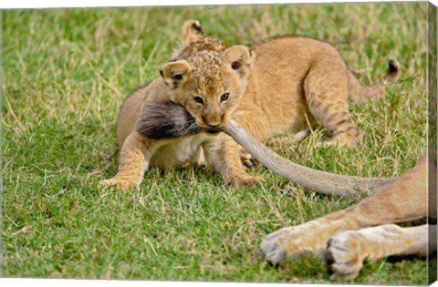 Framed Lion cub, mothers tail, Masai Mara Game Reserve, Kenya Print