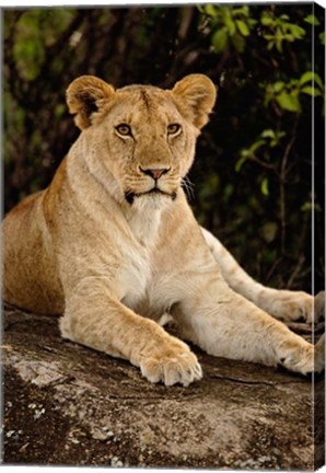 Framed Lion, Panthera leo, Serengeti National Park, Tanzania Print