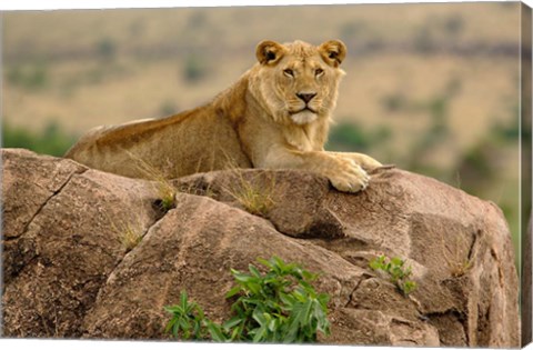 Framed Lion, Serengeti National Park, Tanzania Print