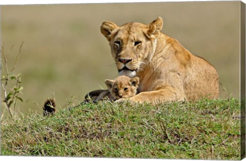 Framed Lioness and cub, Masai Mara Game Reserve, Kenya Print