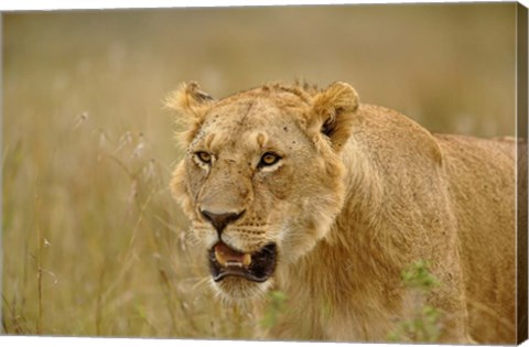 Framed Lioness on the hunt in tall grass, Masai Mara Game Reserve, Kenya Print