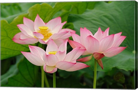 Framed Lotus flower, Nelumbo nucifera, China Print