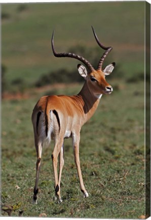 Framed Male Impala, Antelope, Maasai Mara, Kenya Print