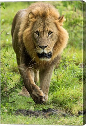 Framed Male Lion, Lake Nakuru National Park, Kenya Print