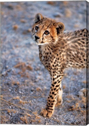 Framed Kenya, Cheetah in Amboseli National Park Print