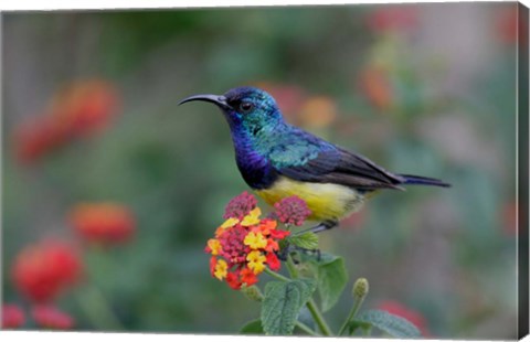 Framed Kenya, Lake Naivasha. Variable sunbird male Print