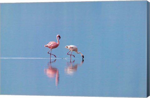 Framed Lesser Flamingoes (Phoenicopterus minor), Lake Nakuru, Kenya Print