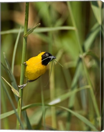 Framed Lesser Masked Weaver bird, Mkuze GR, South Africa Print