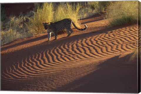 Framed Leopard on sand dunes, Namib-Naukluft Park, Namibia Print