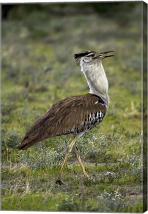 Framed Kori Bustard, Ardeotis kori, Etosha NP, Namibia, Africa. Print