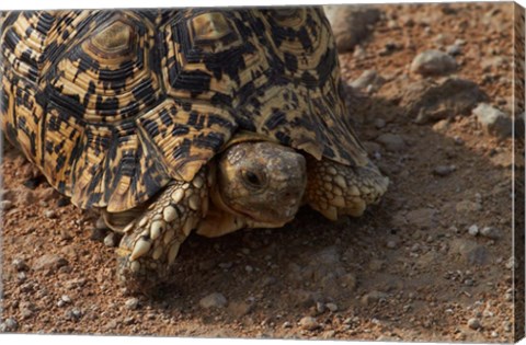 Framed Leopard tortoise, Stigmochelys pardalis, Etosha NP, Namibia, Africa. Print