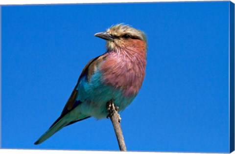 Framed Lilac-breasted Roller, Hwange National Park, Zimbabwe, Africa Print