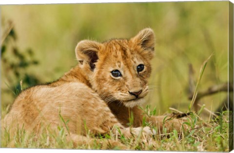 Framed Lion cub in the bush, Maasai Mara Wildlife Reserve, Kenya Print