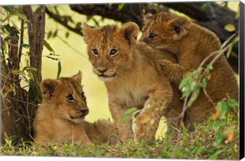 Framed Lion cubs in the bush, Maasai Mara Wildlife Reserve, Kenya Print