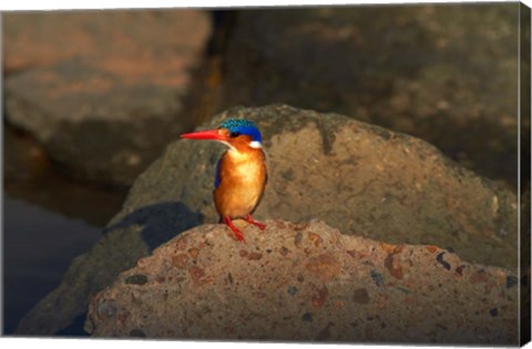 Framed Malachite Kingfisher, Alcedo cristata, Kruger NP, South Africa Print