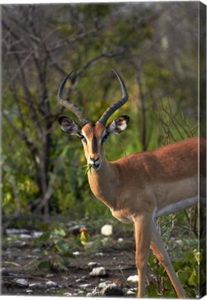 Framed Male Black-faced impala, Etosha National Park, Namibia Print