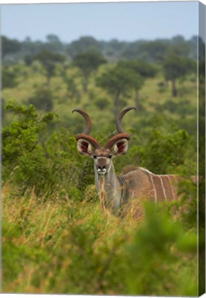 Framed Male greater kudu, Kruger National Park, South Africa Print