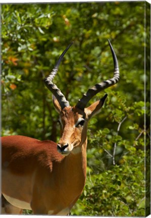 Framed Male Impala, Hwange National Park, Zimbabwe, Africa Print