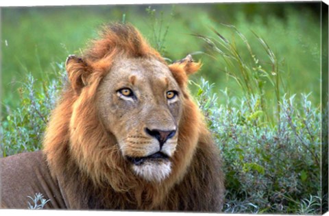 Framed Male Lion, Kruger National Park, South Africa Print