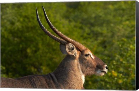 Framed Male waterbuck, Kruger National Park, South Africa Print