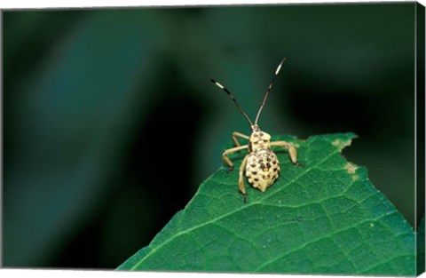 Framed Insect on Green Leaf, Gombe National Park, Tanzania Print