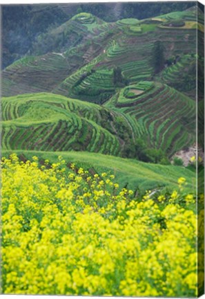 Framed Landscape of Canola and Terraced Rice Paddies, China Print