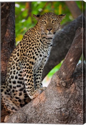 Framed Leopard, Botswana Print