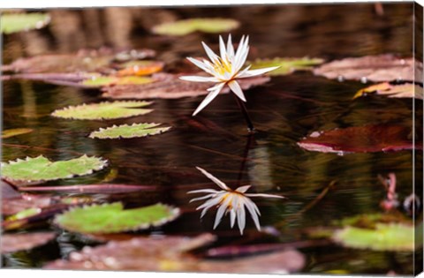 Framed Lily in bloom on the Du River, Monrovia, Liberia Print