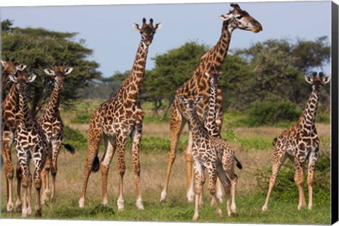 Framed Maasai giraffe, Serengeti NP, Tanzania. Print