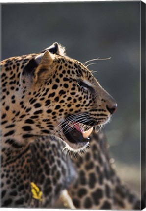 Framed Leopard, Panthera pardus, Samburu Game Reserve, Kenya Print