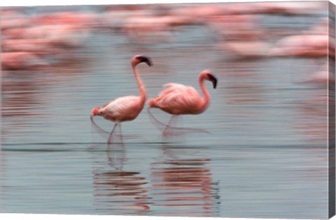 Framed Lesser Flamingo tropical birds, Lake Nakuru NP, Kenya Print