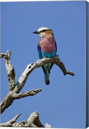 Framed Lilac breasted Roller bird, Masai Mara, Kenya Print