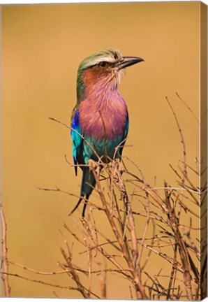 Framed Lilac-breasted Roller, Masai Mara Game Reserve, Kenya Print