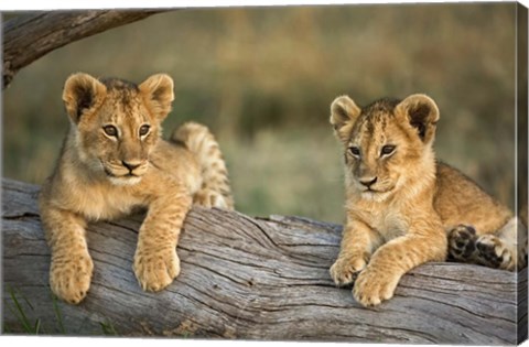 Framed Lion Cubs on Log, Masai Mara, Kenya Print