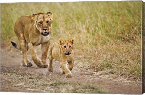 Framed Lioness with her cub in tire tracks, Masai Mara, Kenya Print