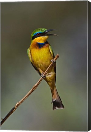 Framed Little Bee Eater, Bird, Samburu Game Reserve, Kenya Print