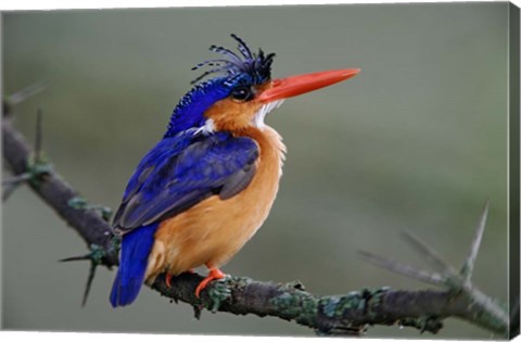 Framed Malachite Kingfisher, Lake Nakuru National Park, Kenya Print
