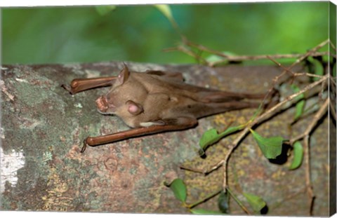 Framed Madagascar, Commerson&#39;s leaf-nosed bat wildlife Print